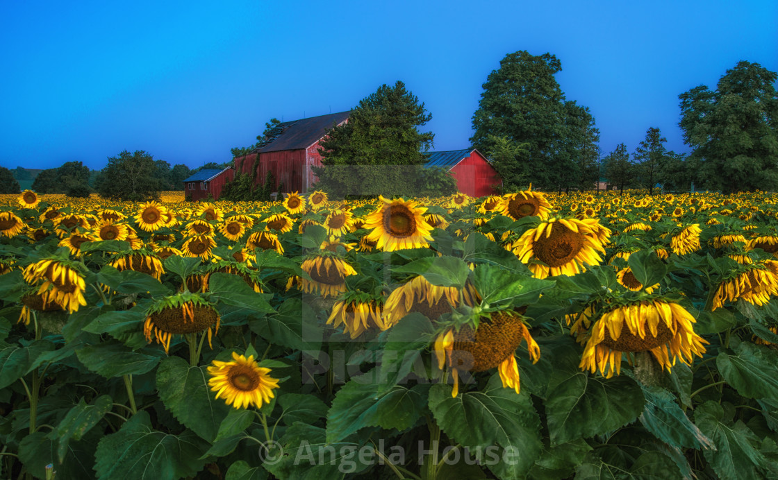 "Sunflower field just after sunrise" stock image