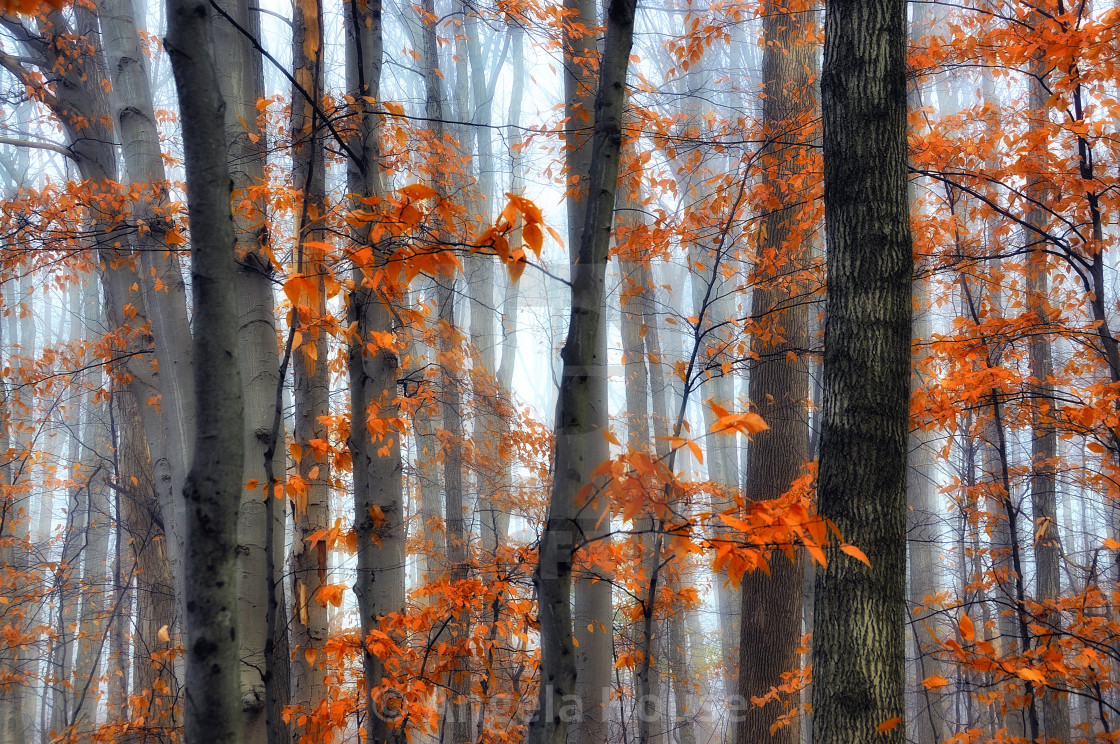 "Trees Through the Fog" stock image