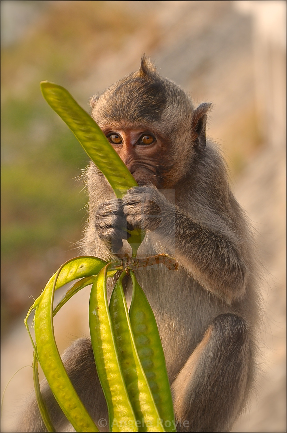 "Feeding monkey." stock image