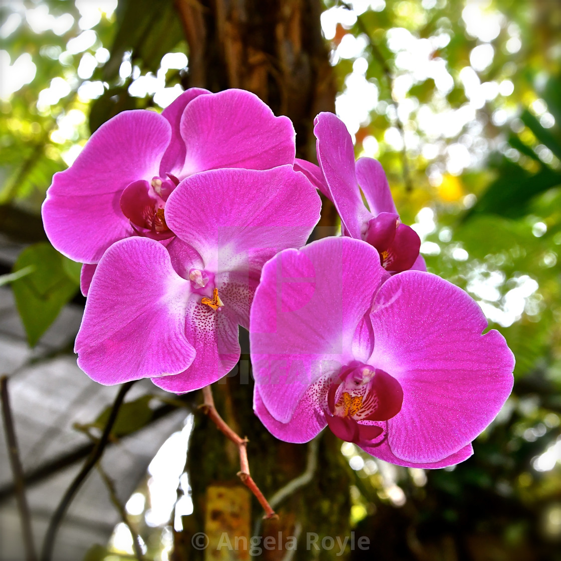 "Close up of pink orchids" stock image