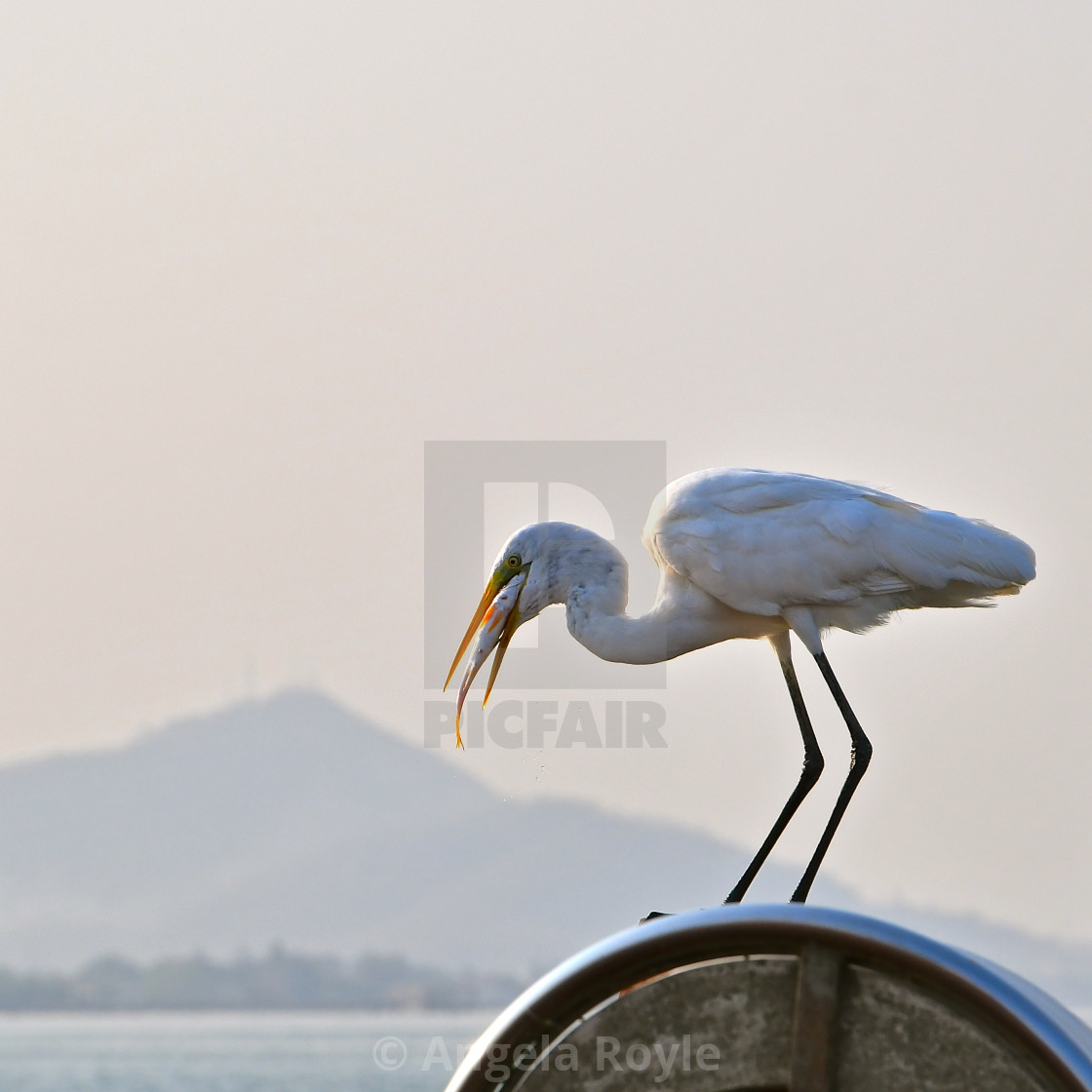 "Seabird eating a fish." stock image