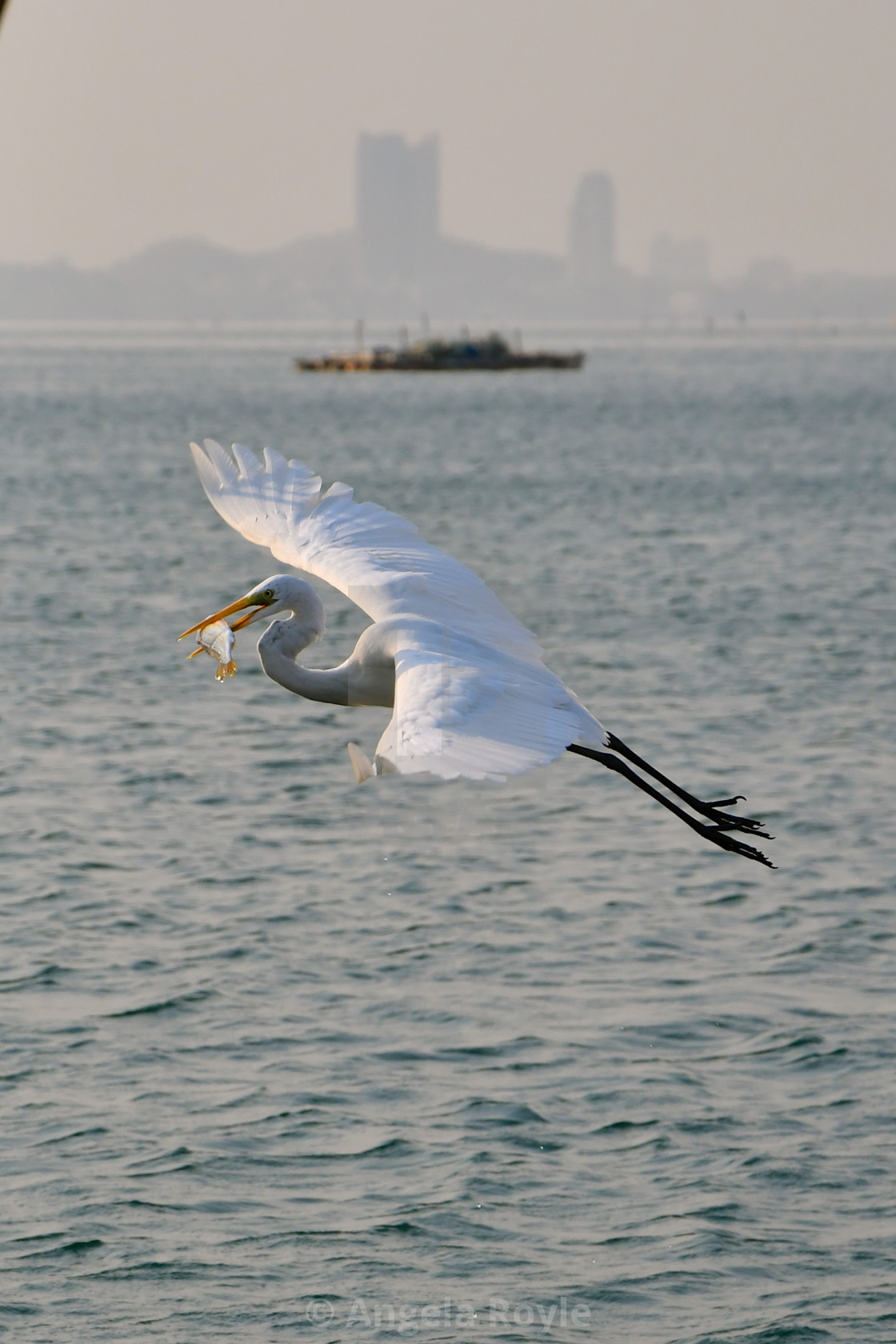 "Seabird in flight with fish." stock image