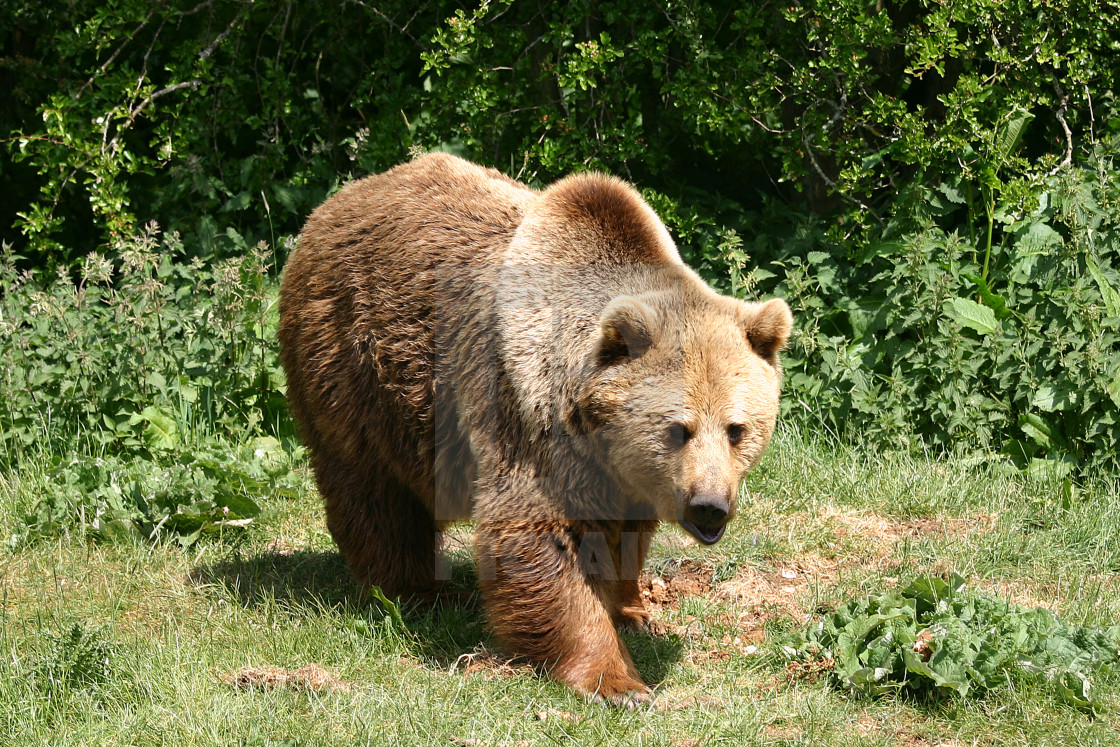 "European Brown Bear" stock image