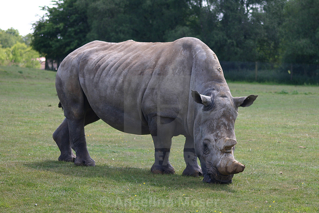 "White Rhino" stock image