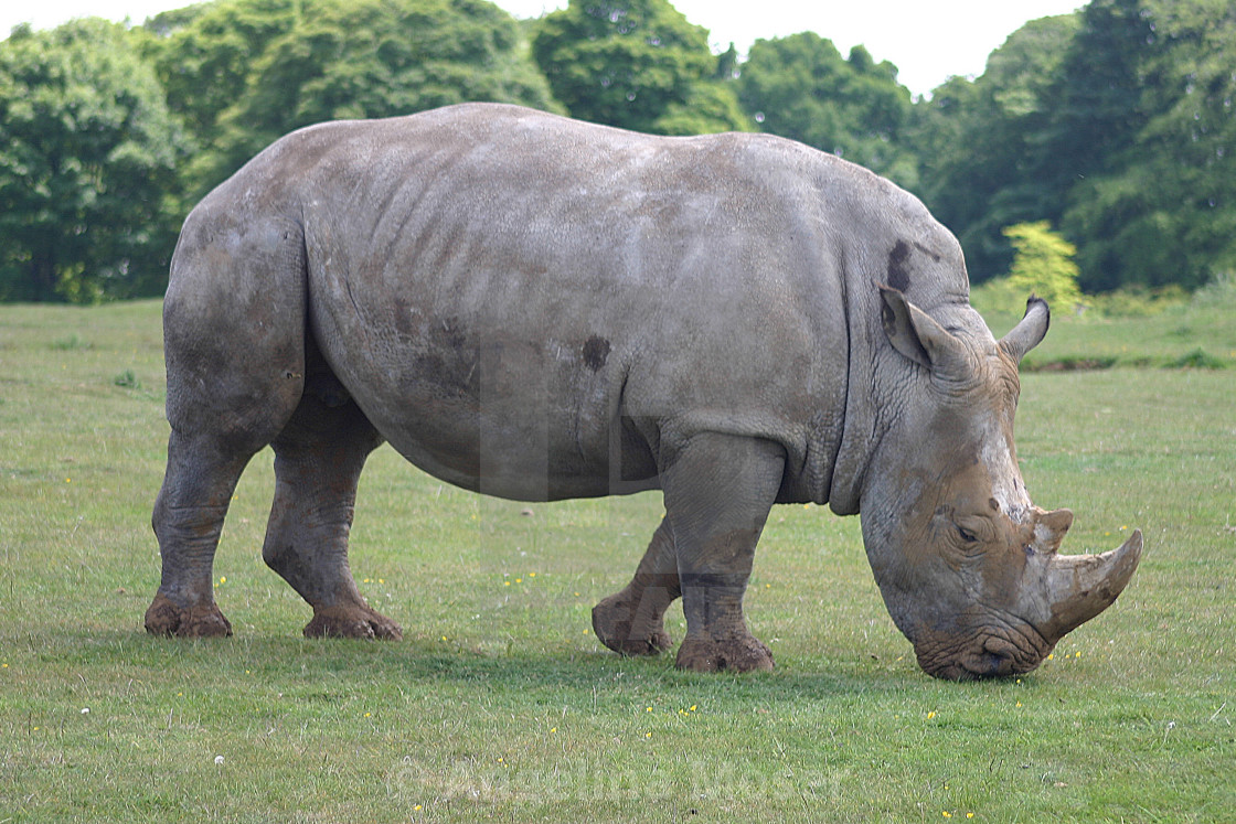 "White Rhino" stock image