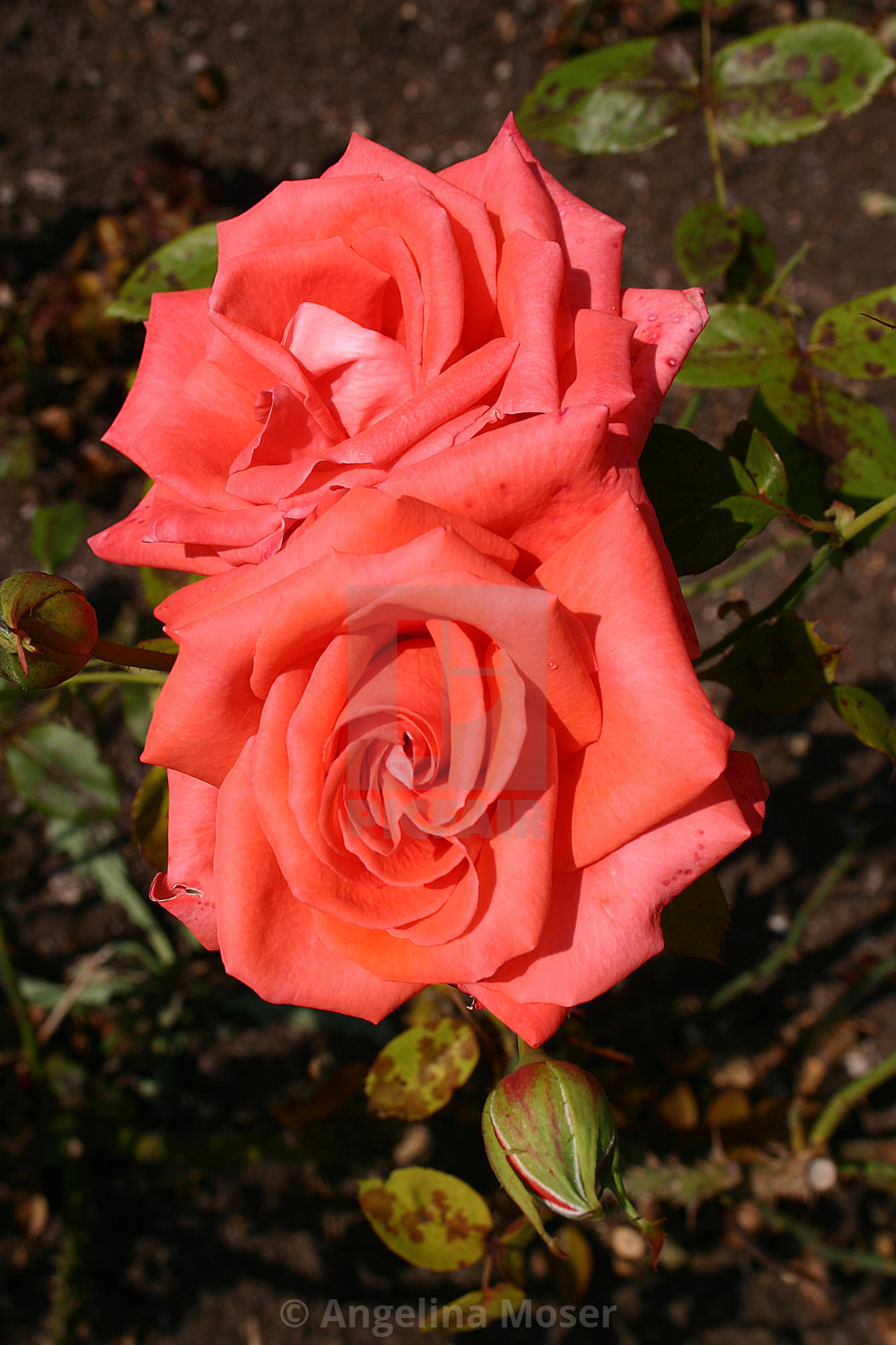 "Beauty Star Rose" stock image