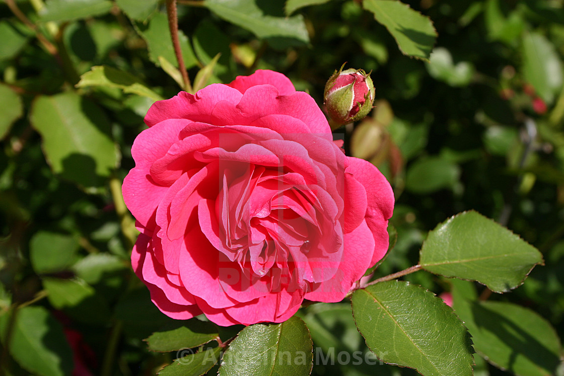 "Sir John Betjeman Rose" stock image