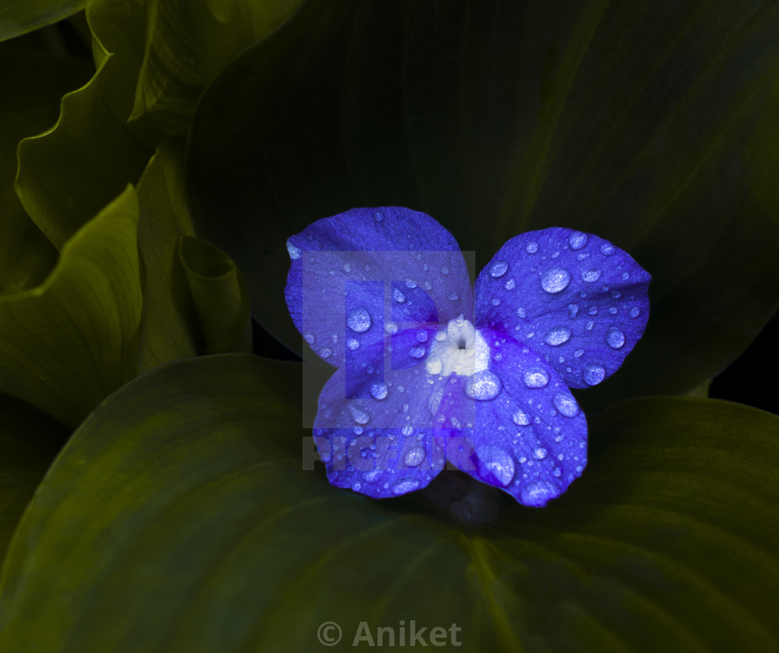 Water Droplets On Flower License Download Or Print For 31 00 Photos Picfair Water Droplets On Flower License Download Or Print For 31 00 Photos Picfair
