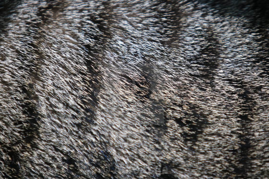Background Texture Of Cat Fur Black And Gray Striped Cat Fur