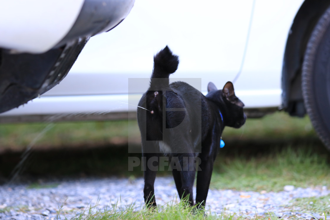 Black Cat Peeing At Garden Black Cat Is Not Peeing In A Pot