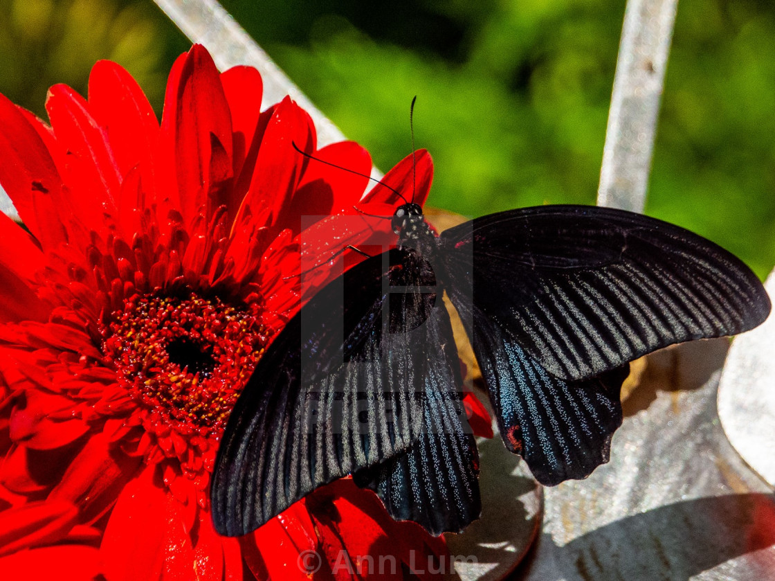 Beautiful Black Butterfly License Download Or Print For 22 33 Photos Picfair The ability to embrace change. https www picfair com pics 08289080 beautiful black butterfly