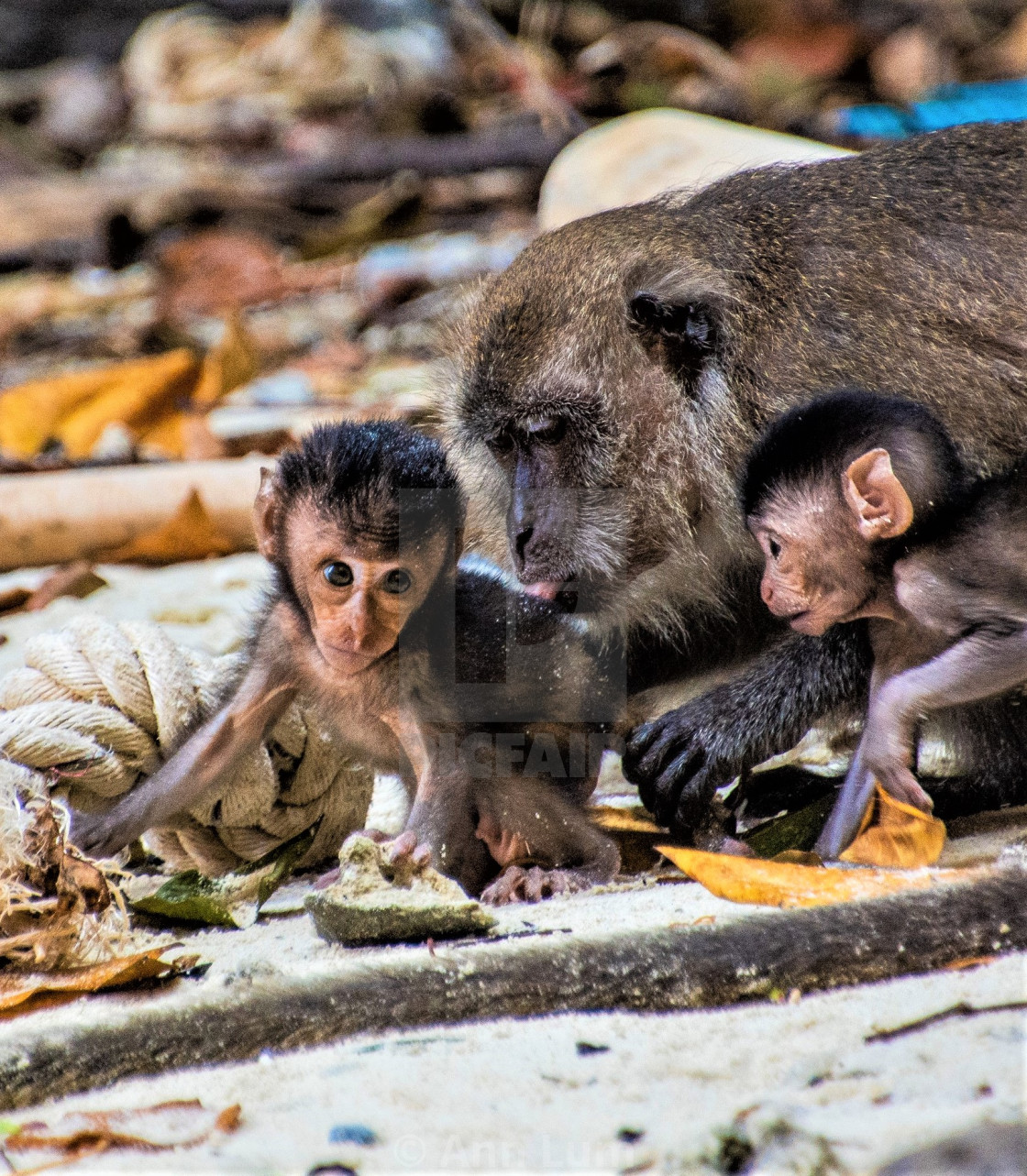 Unconditional Love Of A Mother For Her Baby Monkeys License Download Or Print For 22 33 Photos Picfair