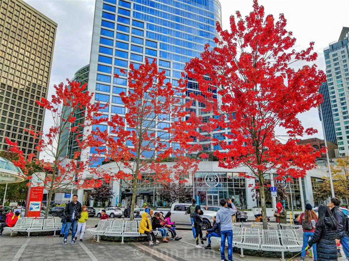 Fall Foliage In Beautiful Downtown Vancouver Bc Canada Summer Has Gone And The Weather Is Getting Cooler Each Day License Download Or Print For 22 33 Photos Picfair