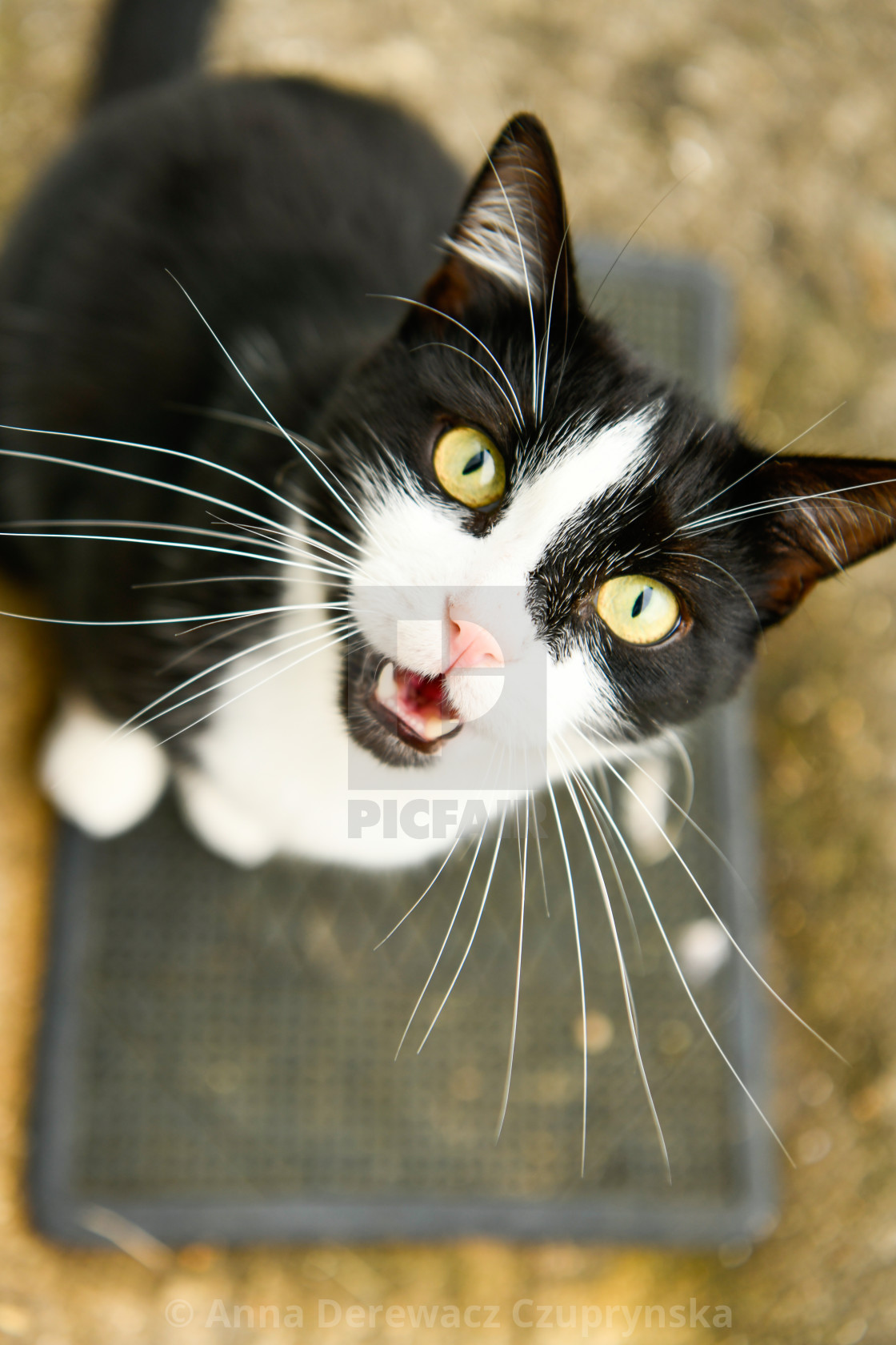 Black And White Domestic Cat Meowing License Download Or Print