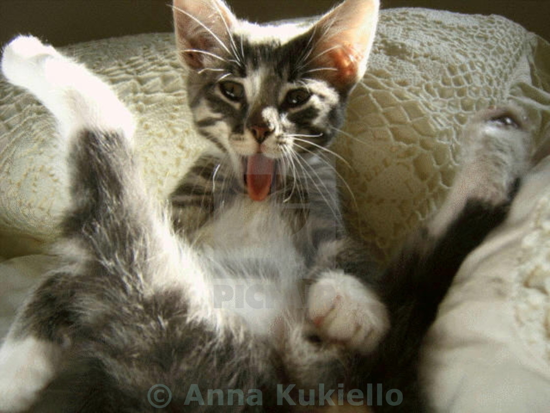 Baby Kitty Cat License Download Or Print For 18 60 Photos