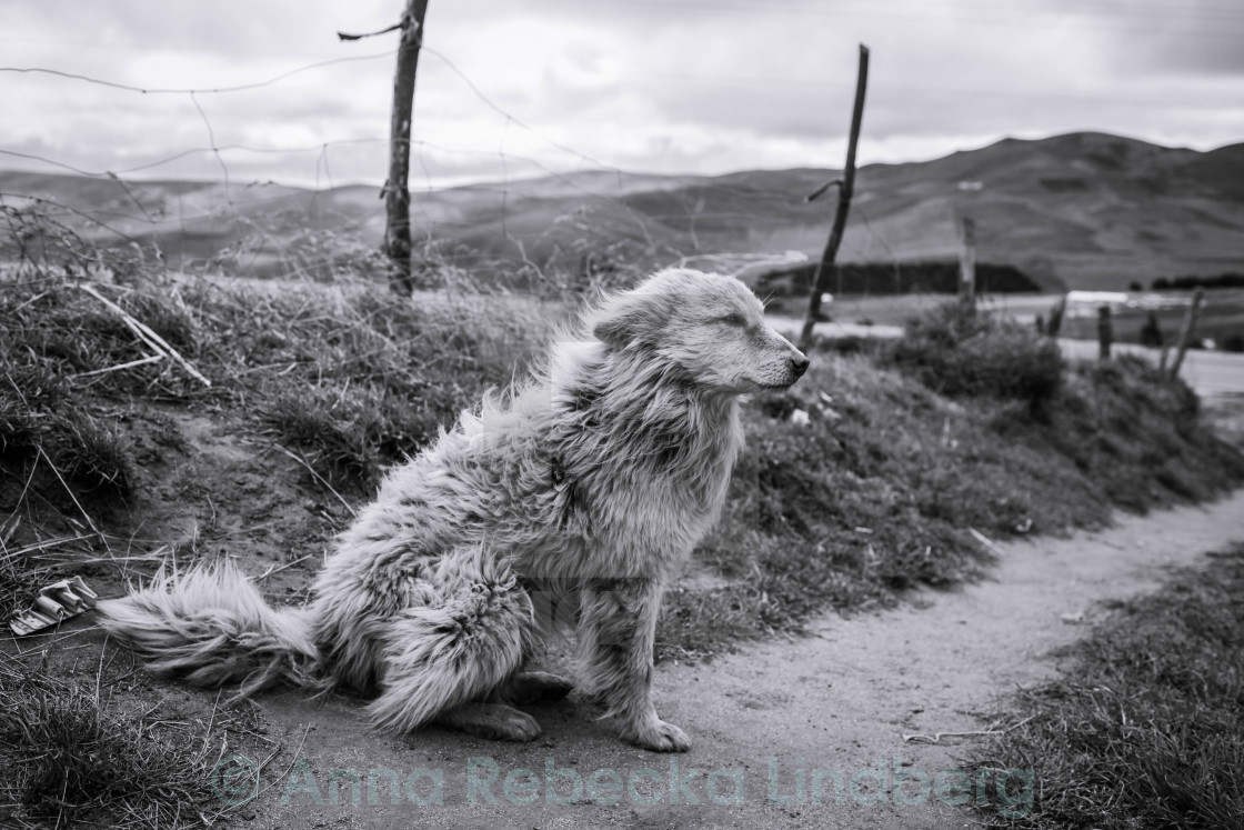 "The Farmer's Dog" stock image