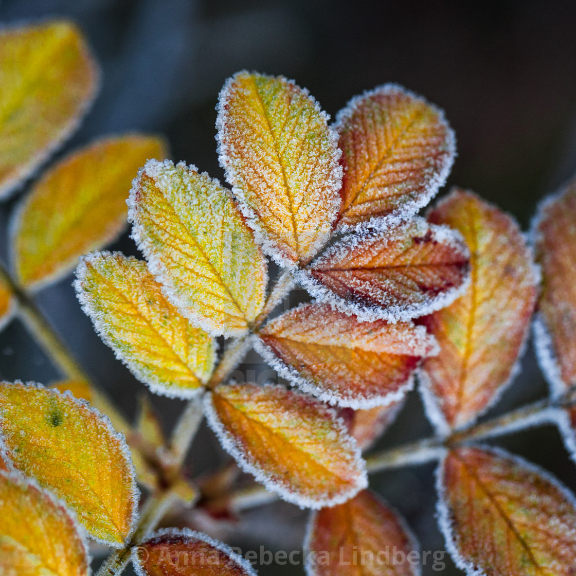 "Frosty Autumn Leaf" stock image