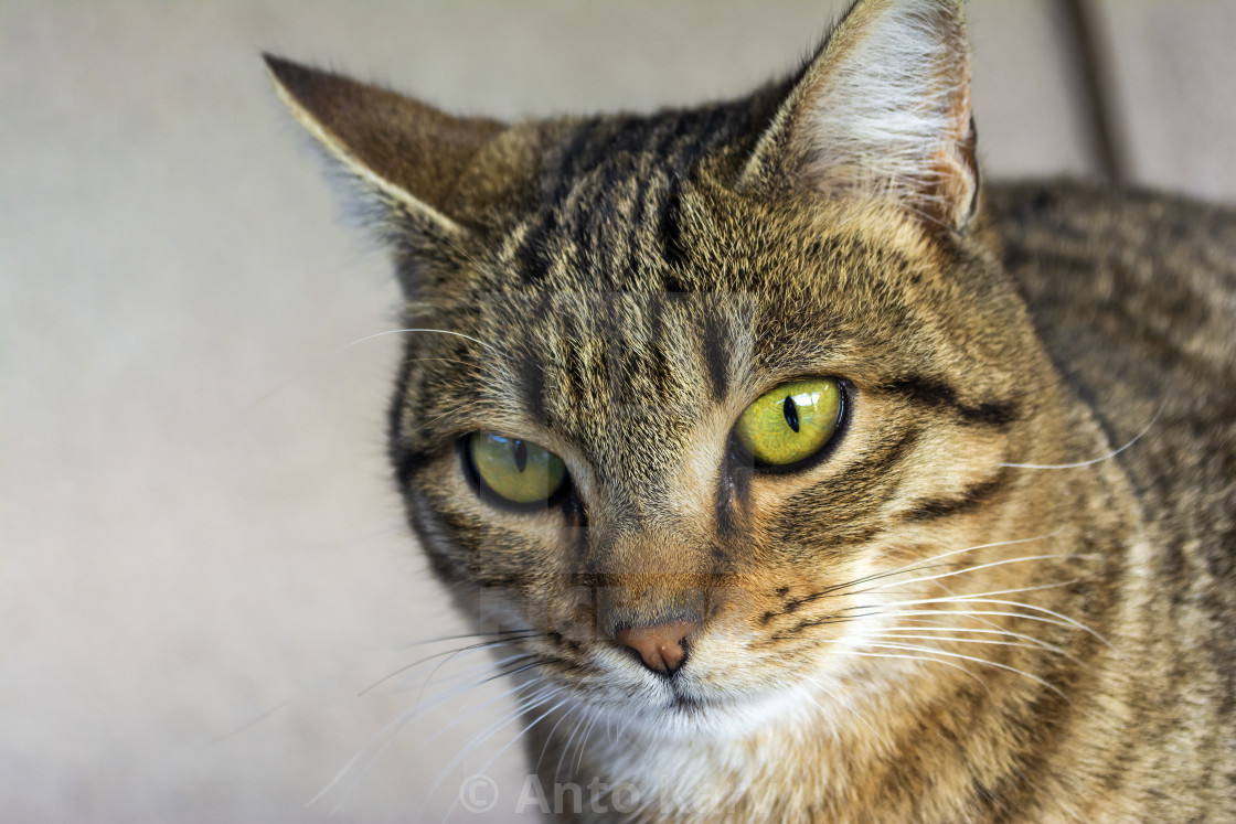 Front View Of A Beautiful Cat With Penetrating Eyes License
