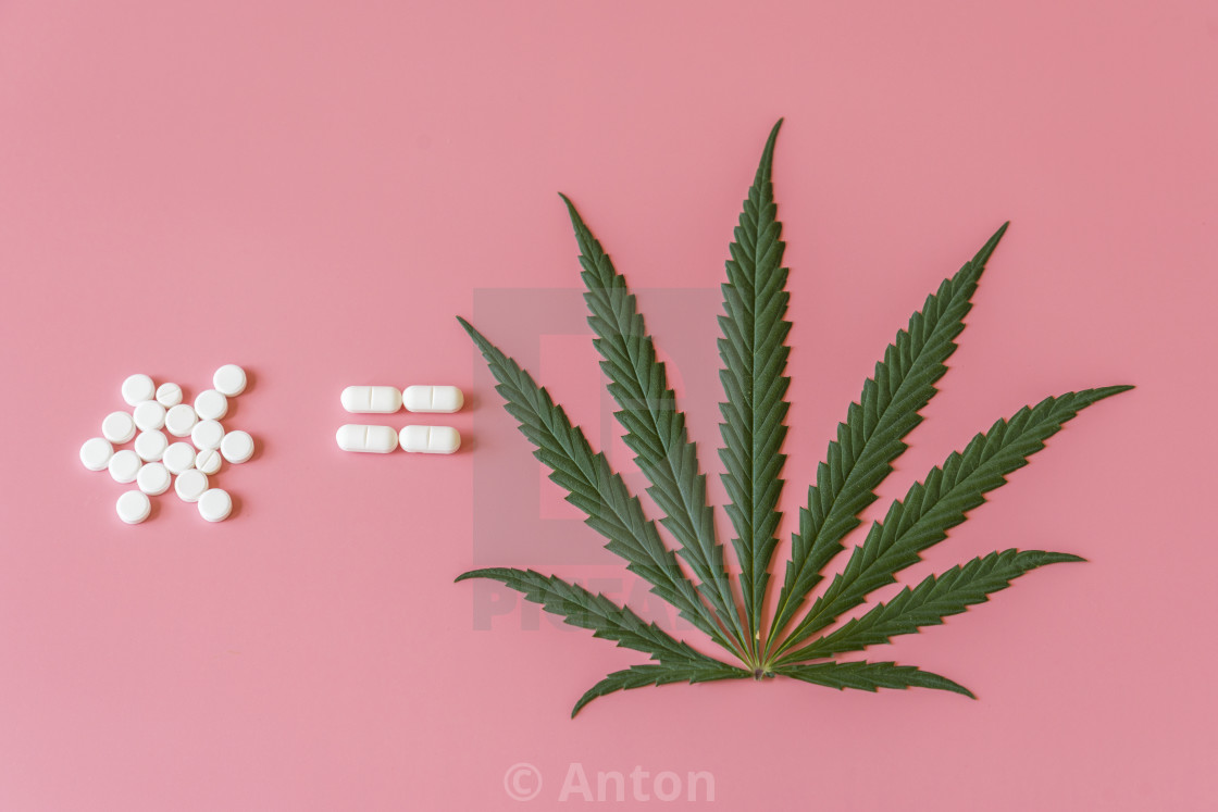 Kanabis Is Equal To Tablets The Concept Of Cannabis Treatment The Use Of License Download Or Print For 1 24 Photos Picfair