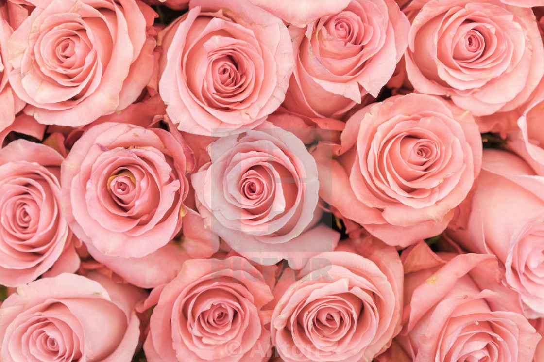 Background Of Pink Orange And Peach Roses Fresh Pink Roses A Huge Bouquet License Download Or Print For 1 24 Photos Picfair