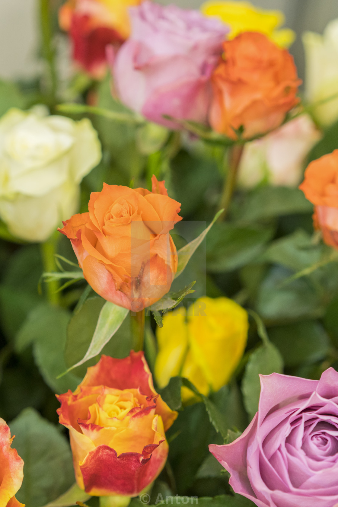 Bright Multicolored Bouquet Of Roses Natural Flowers Background