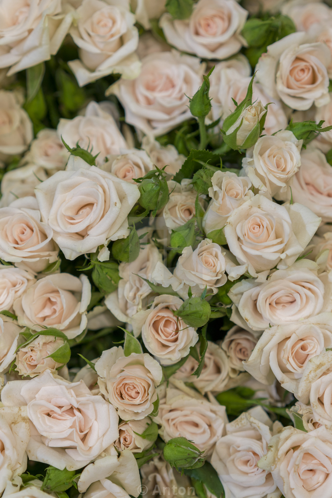 Beige Roses Background White Roses Horizontal Seamless Pattern White Roses License Download Or Print For 1 24 Photos Picfair