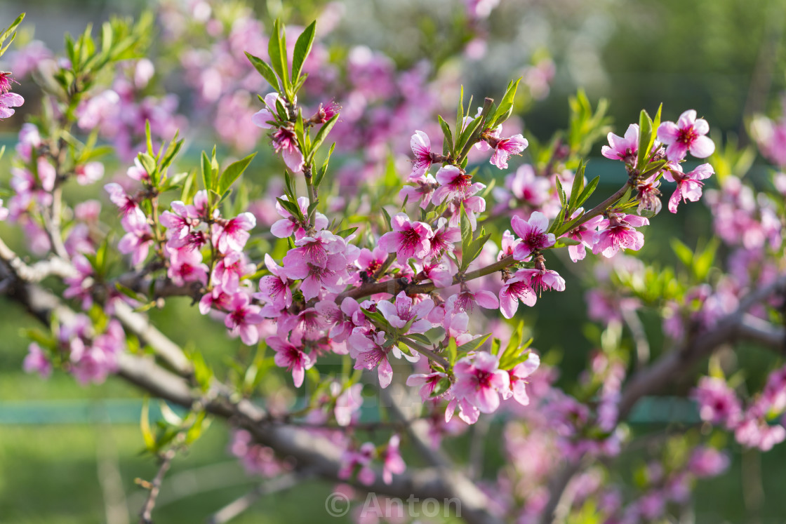 Hoa đào: Khung cảnh đầy màu sắc và tinh túy của Hoa đào sẽ khiến bạn nhớ đến vẻ đẹp của đất nước Nhật Bản vào mùa xuân. Hãy xem những bức ảnh về Hoa đào để cảm nắng và thưởng thức vẻ đẹp thiên nhiên tuyệt vời này.