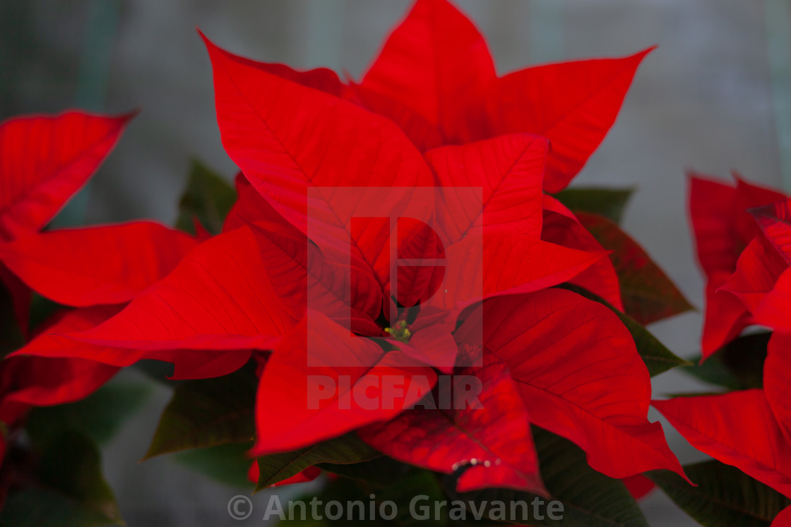 "Red poinsettia flower, also known as the Christmas star or Bartholomew star." by Antonio Gravante - $10.72 "Red poinsettia flower, also known as the Christmas star or Bartholomew star." stock image
