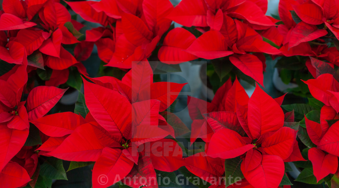 "Red poinsettia flower, also known as the Christmas star or Bartholomew star." by Antonio Gravante - $10.72 "Red poinsettia flower, also known as the Christmas star or Bartholomew star." stock image