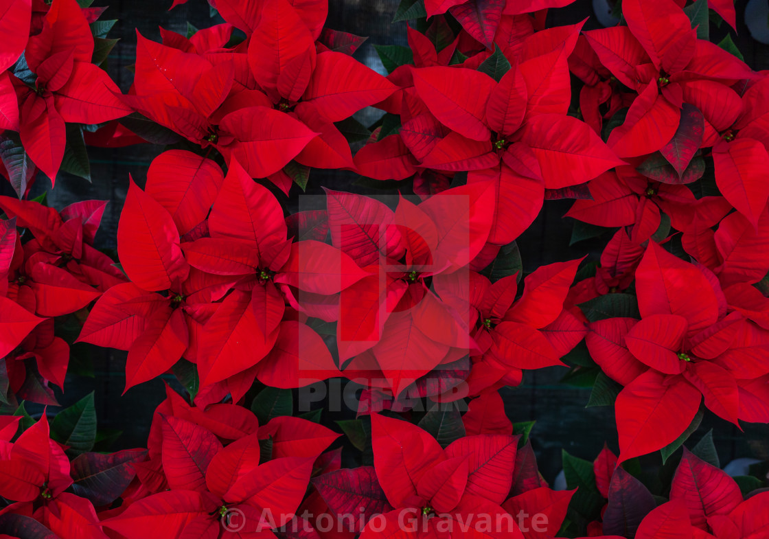 "Red poinsettia flower, also known as the Christmas star or Bartholomew star." by Antonio Gravante - $10.72 "Red poinsettia flower, also known as the Christmas star or Bartholomew star." stock image