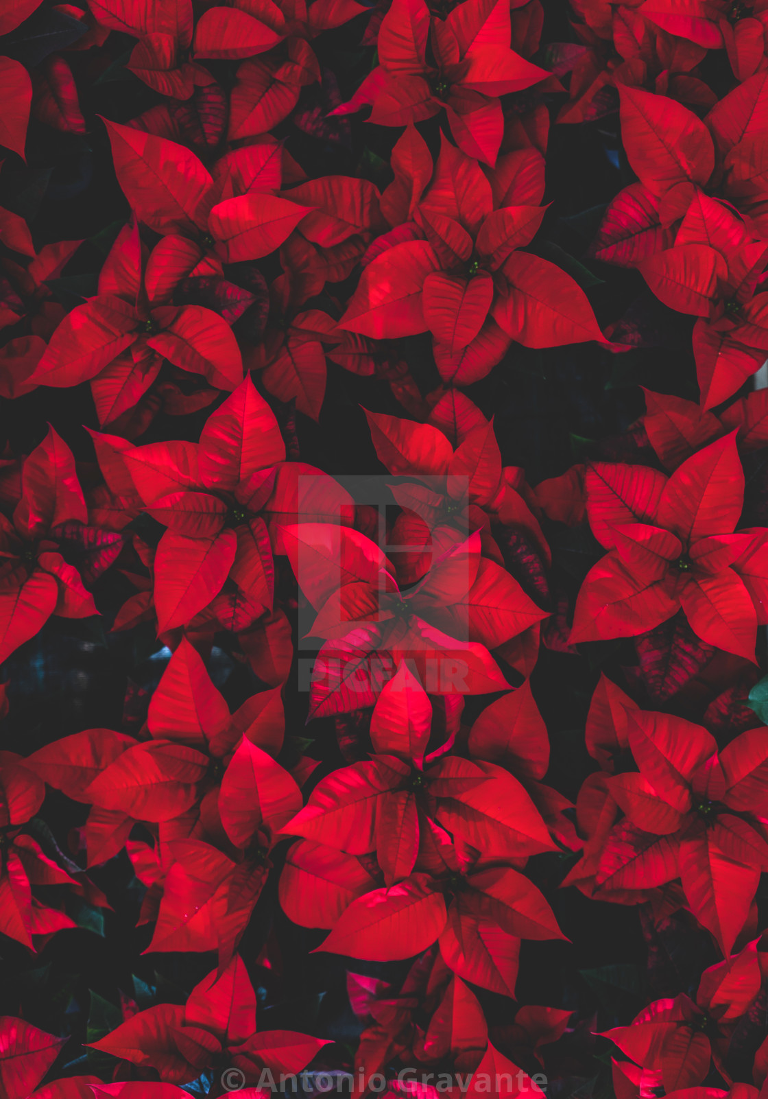"Red poinsettia flower, also known as the Christmas star or Bartholomew star." by Antonio Gravante - $10.72 "Red poinsettia flower, also known as the Christmas star or Bartholomew star." stock image