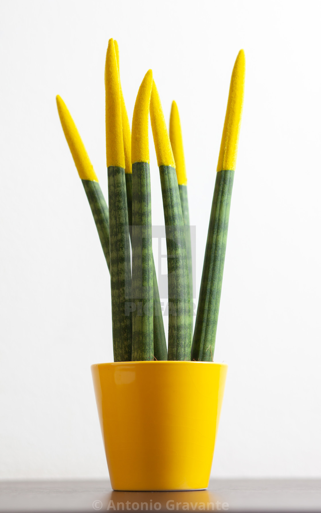 "Sansevieria, velvet touchz with yellow color." by Antonio Gravante - $10.72 "Sansevieria, velvet touchz with yellow color." stock image