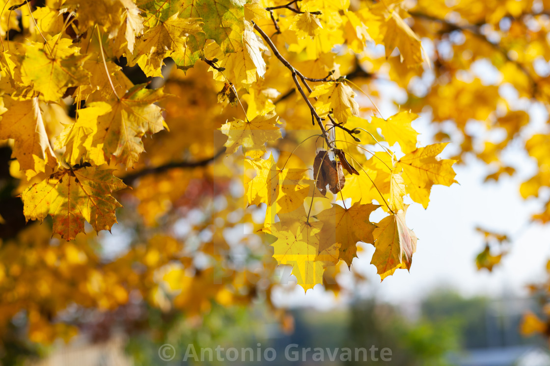 "Fall yellow maple leaves in the blue sky." by Antonio Gravante - $10.72 "Fall yellow maple leaves in the blue sky." stock image