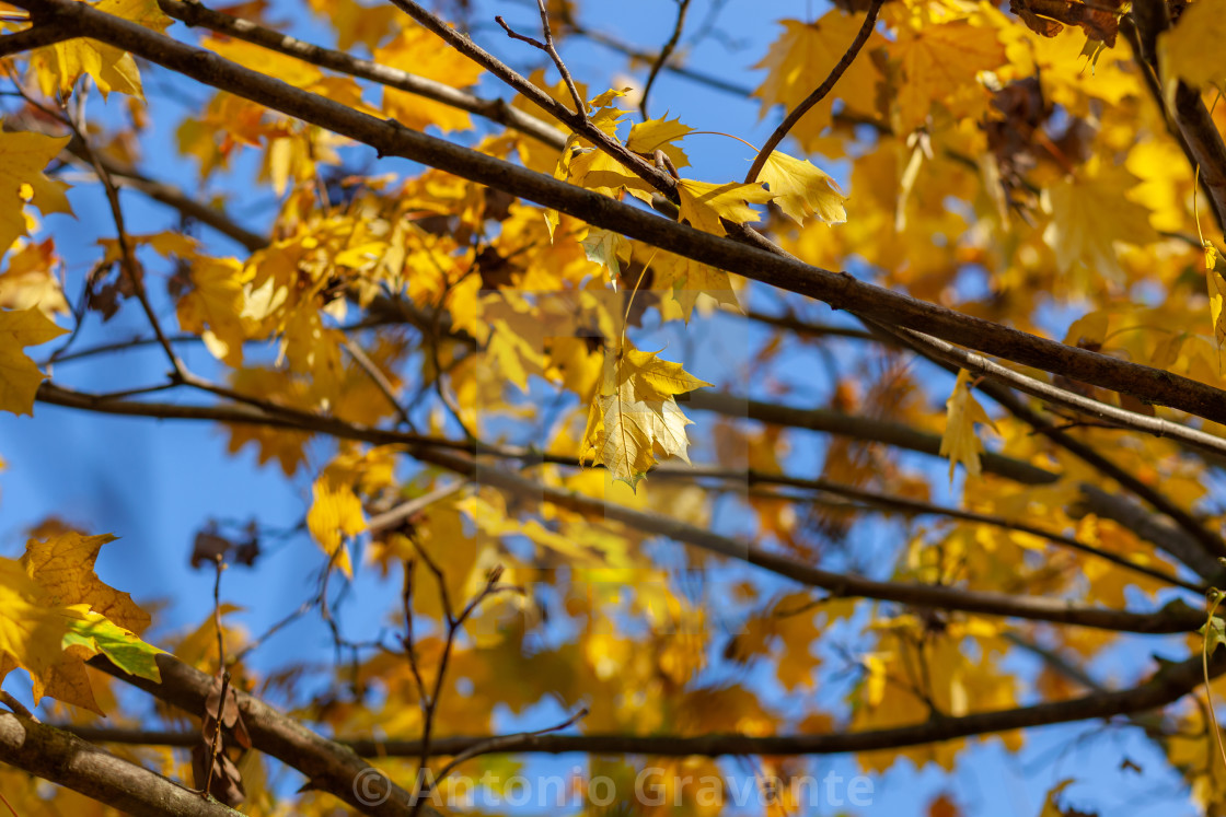 "Fall yellow maple leaves in the blue sky." by Antonio Gravante - $10.72 "Fall yellow maple leaves in the blue sky." stock image