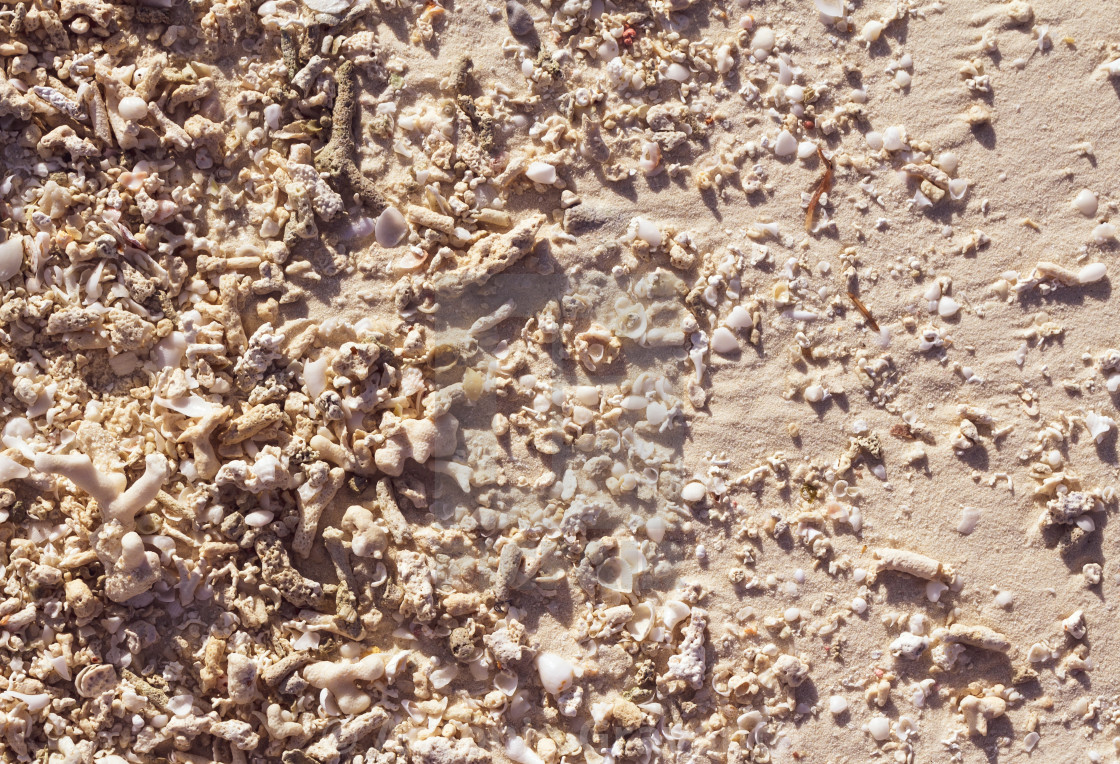 "Maldives sand background with shells corals." by Antonio Gravante - $10.72 "Maldives sand background with shells corals." stock image