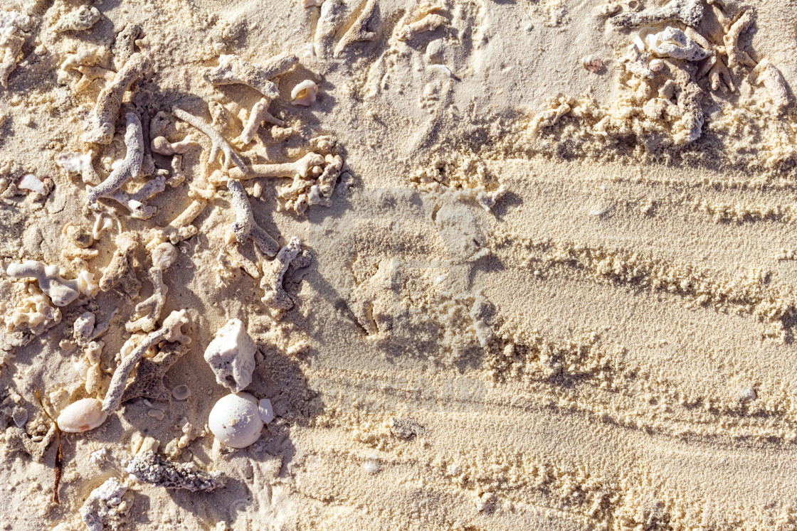 "Maldives sand background with shells corals." by Antonio Gravante - $10.72 "Maldives sand background with shells corals." stock image