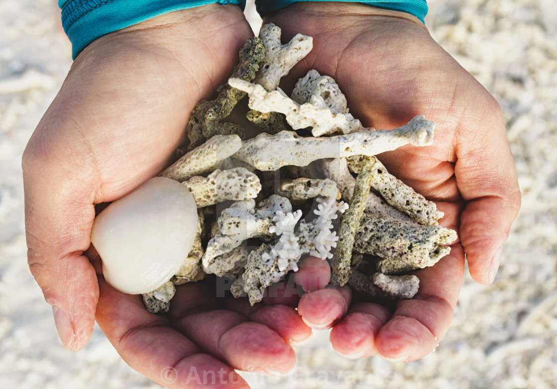 "Shells and corals in the hands founded on a strip of sand after low tide." by Antonio Gravante - $10.72 "Shells and corals in the hands founded on a strip of sand after low tide." stock image