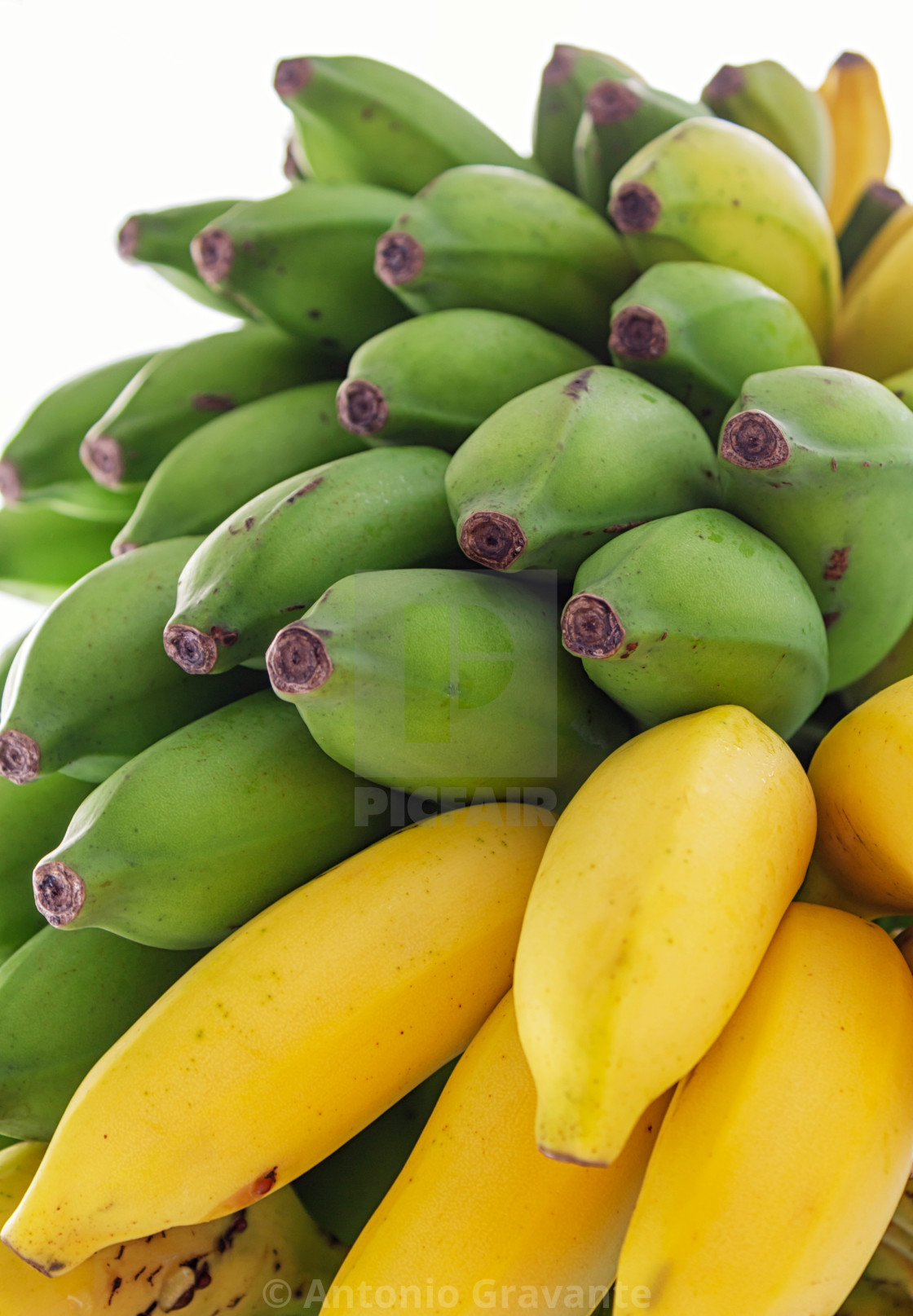 "Mini bananas from the Maldives." by Antonio Gravante - $10.72 "Mini bananas from the Maldives." stock image