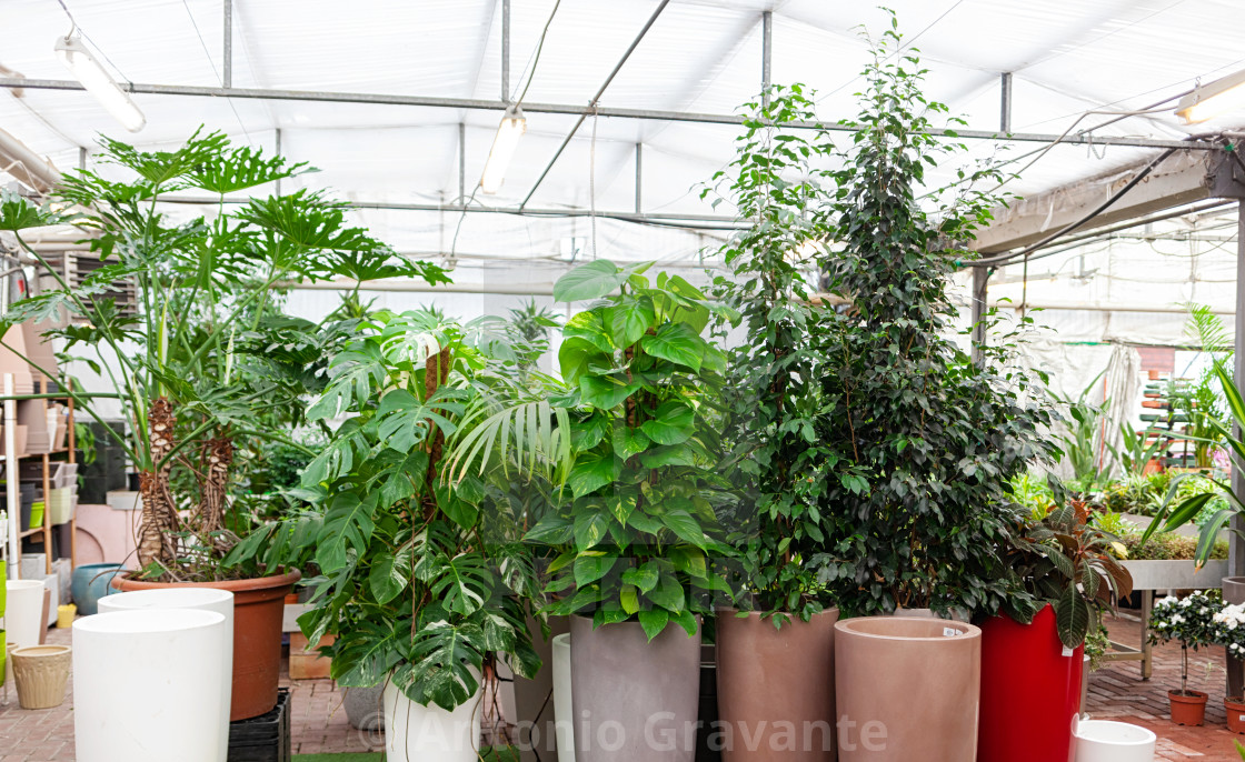 "Big variety of big plants inside of botanic green house." by Antonio Gravante - $10.72 "Big variety of big plants inside of botanic green house." stock image