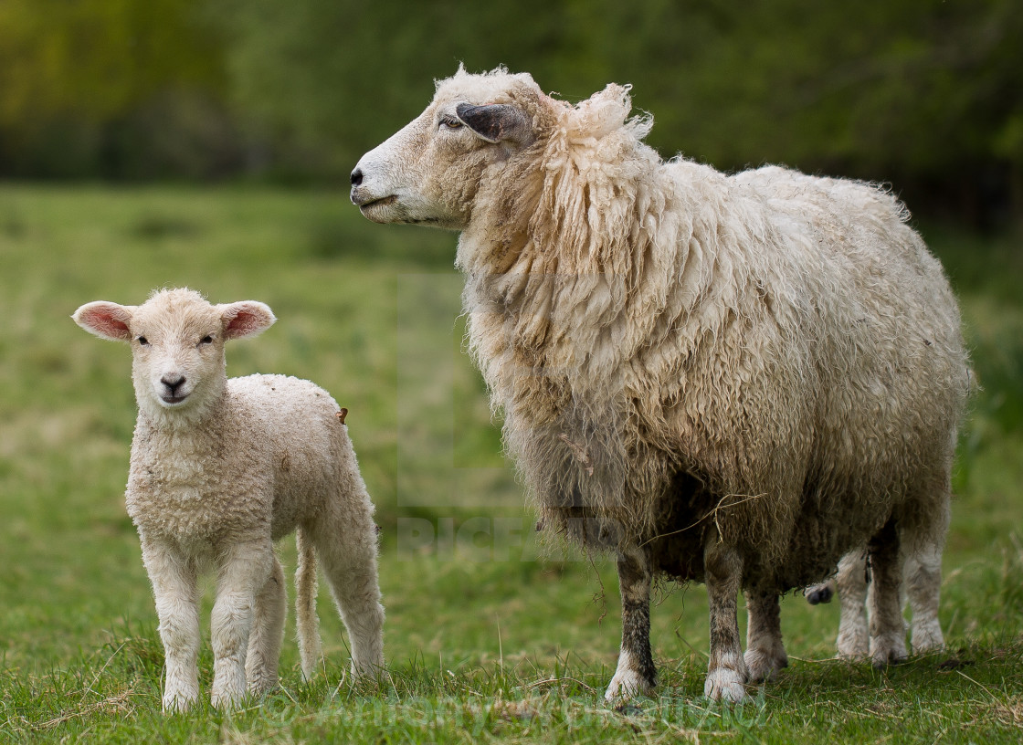 Ewe with lamb - License, download or print for £ | Photos | Picfair Ewe with lamb - License, download or print for £ | Photos | Picfair