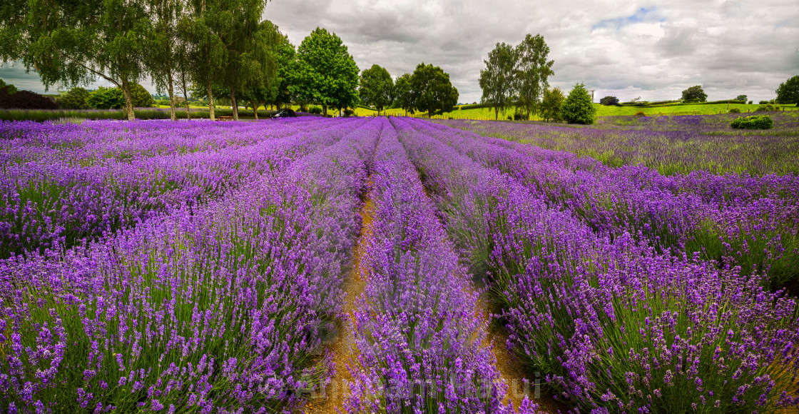 "Alphra Lavender Te Awamutu, New Zealand" stock image