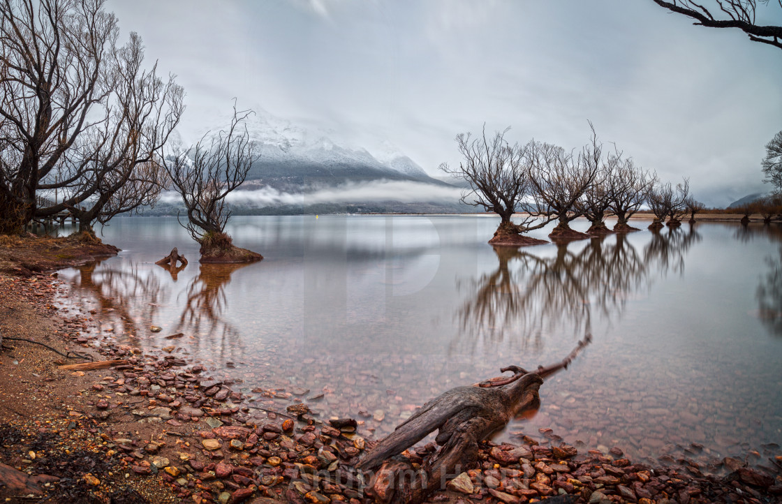 "Glenorchy Willows New Zealand" stock image