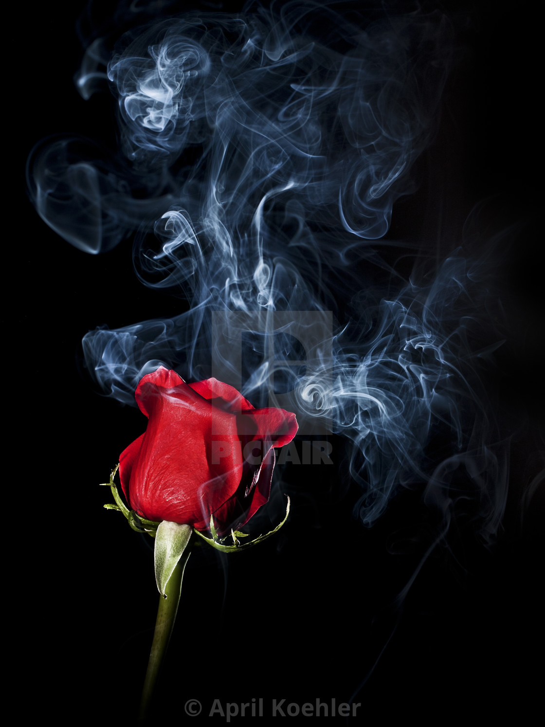 Smoky Rose - License, download or print for £ | Photos | Picfair
