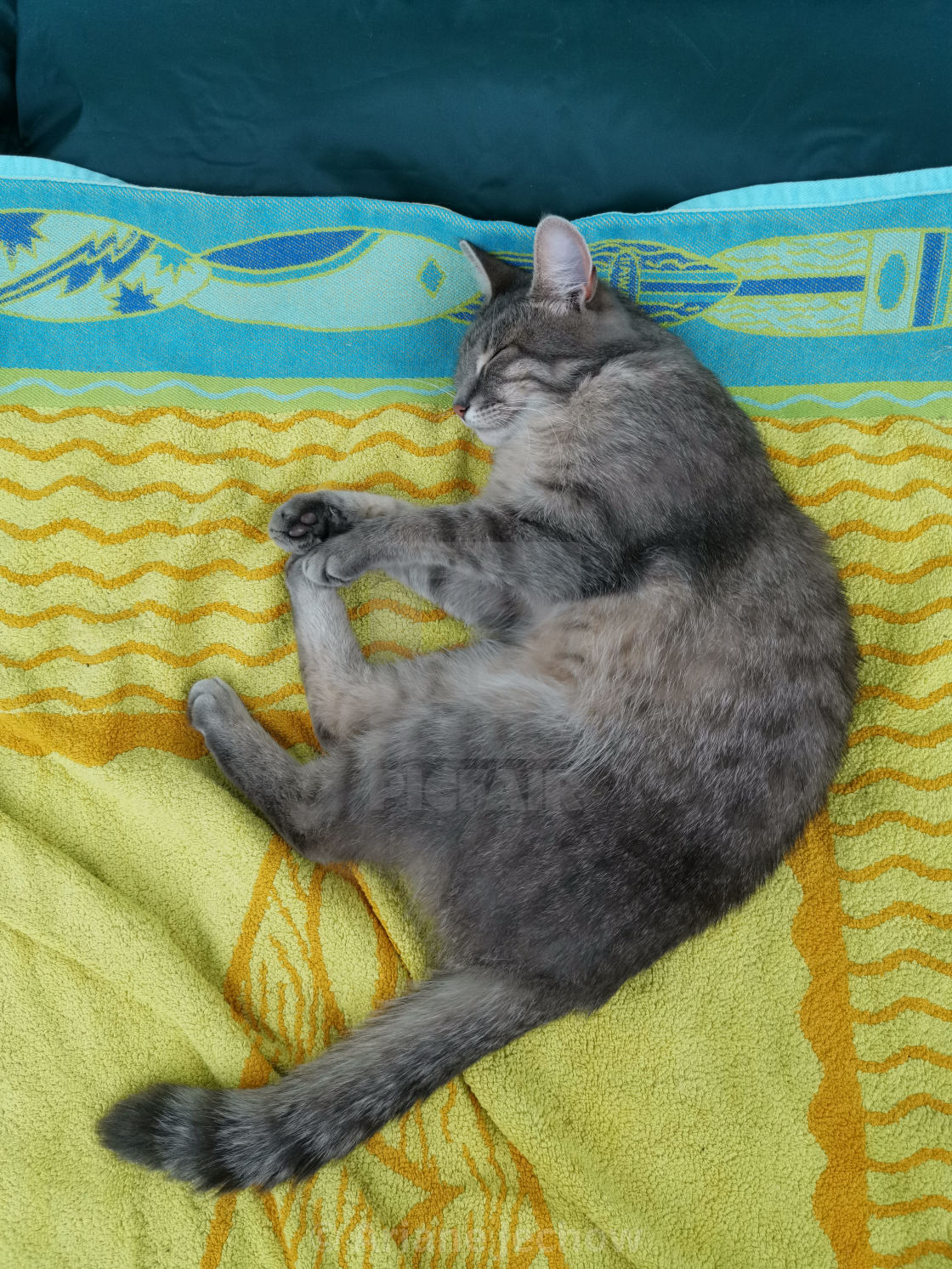Cat Lying On A Beach Towel License Download Or Print For 10 00