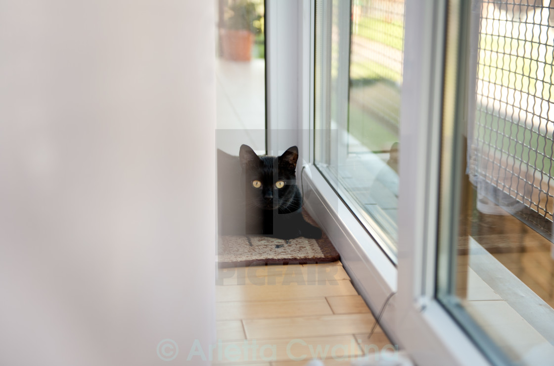 Black Cat Lying Near Window License Download Or Print For