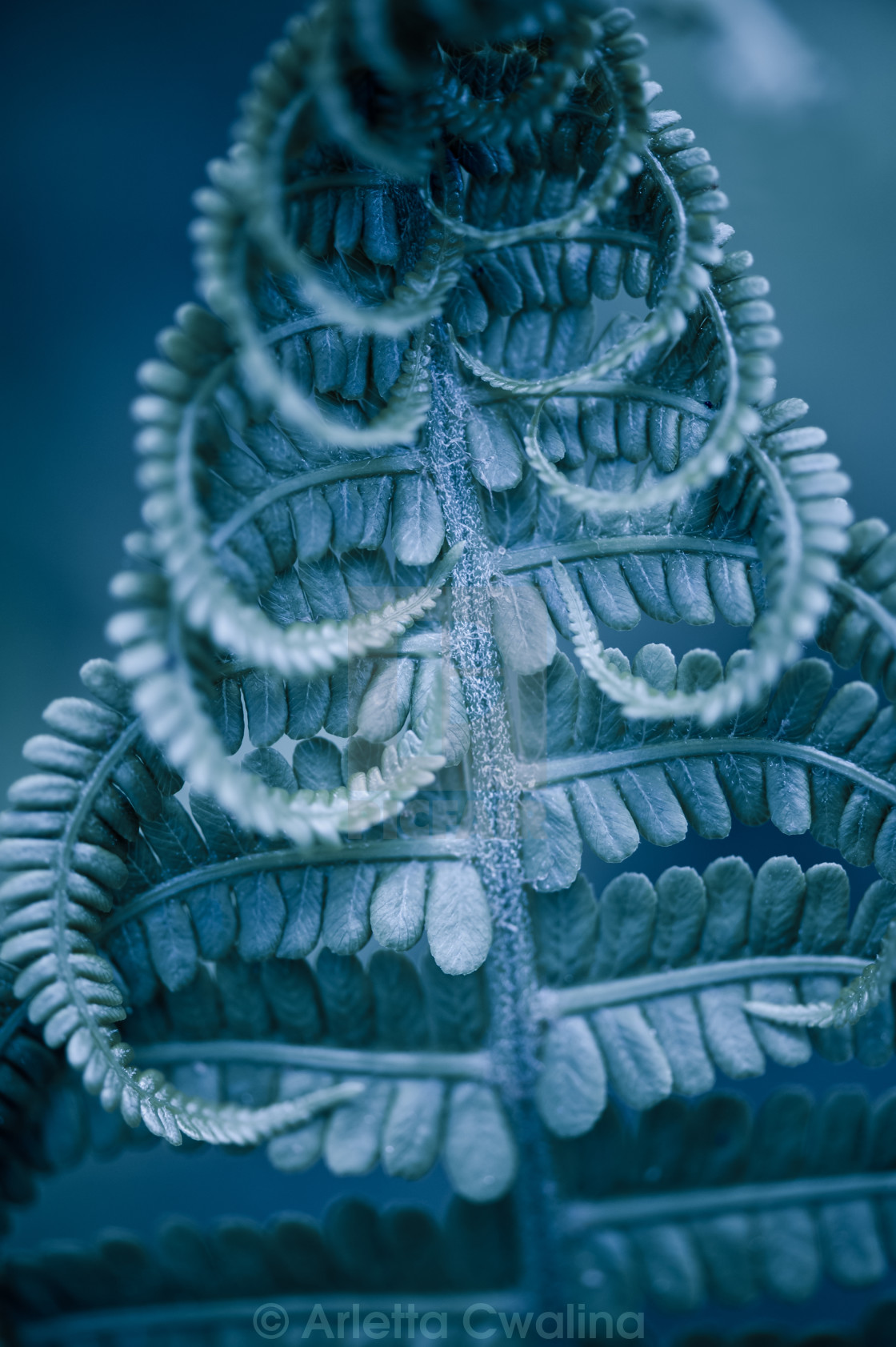 "Twisted fern blue leaf macro" stock image