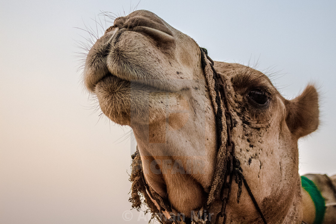 Arman Mir's photography portfolio. Licence, download or ...