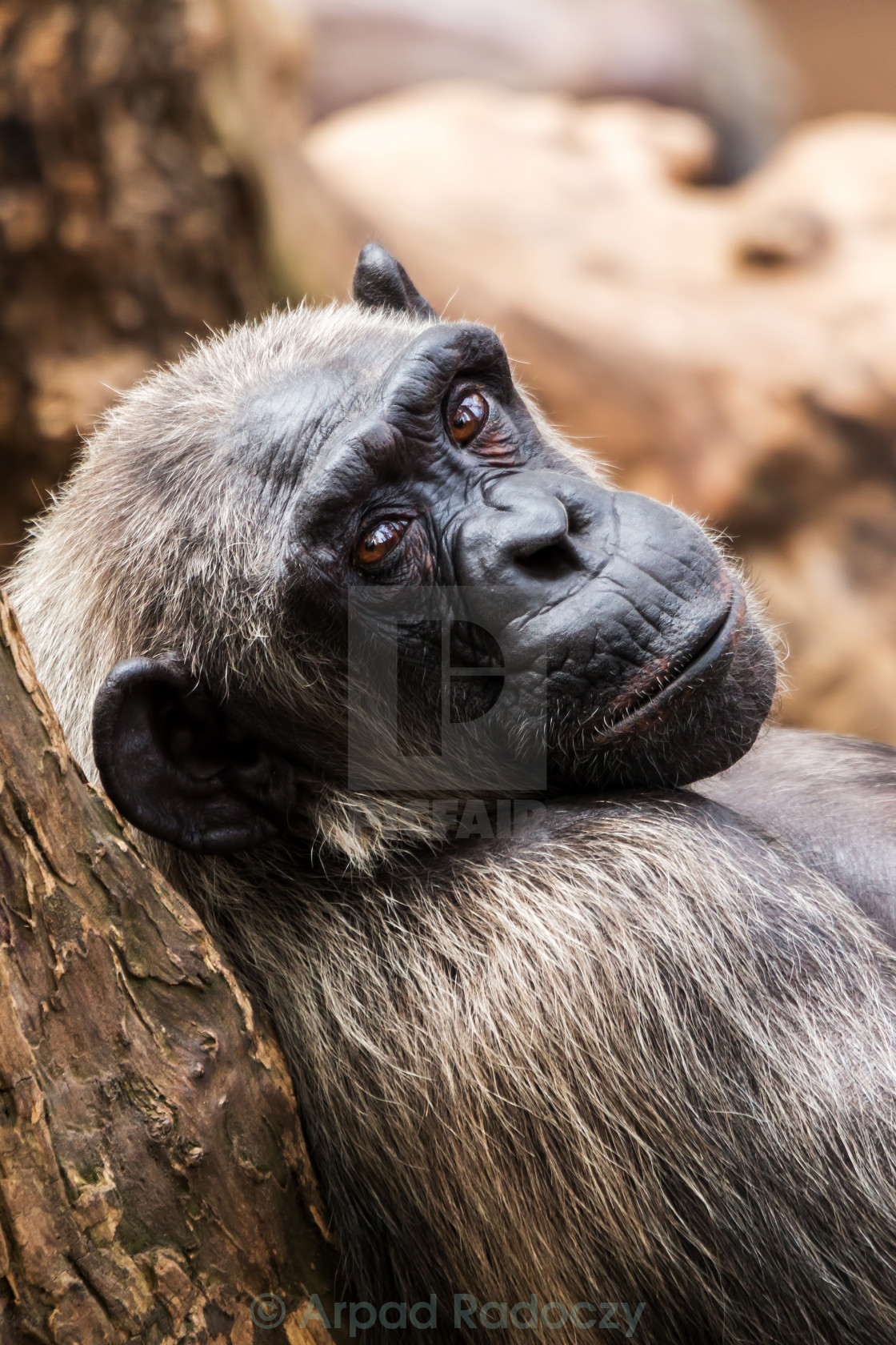 "Old chimpanzee" stock image