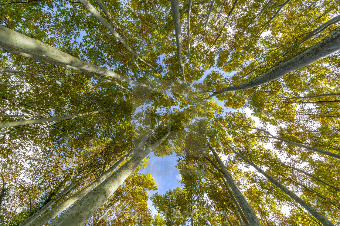 "Nice poplar trees from bottom view in a sunny day in Spain" stock image