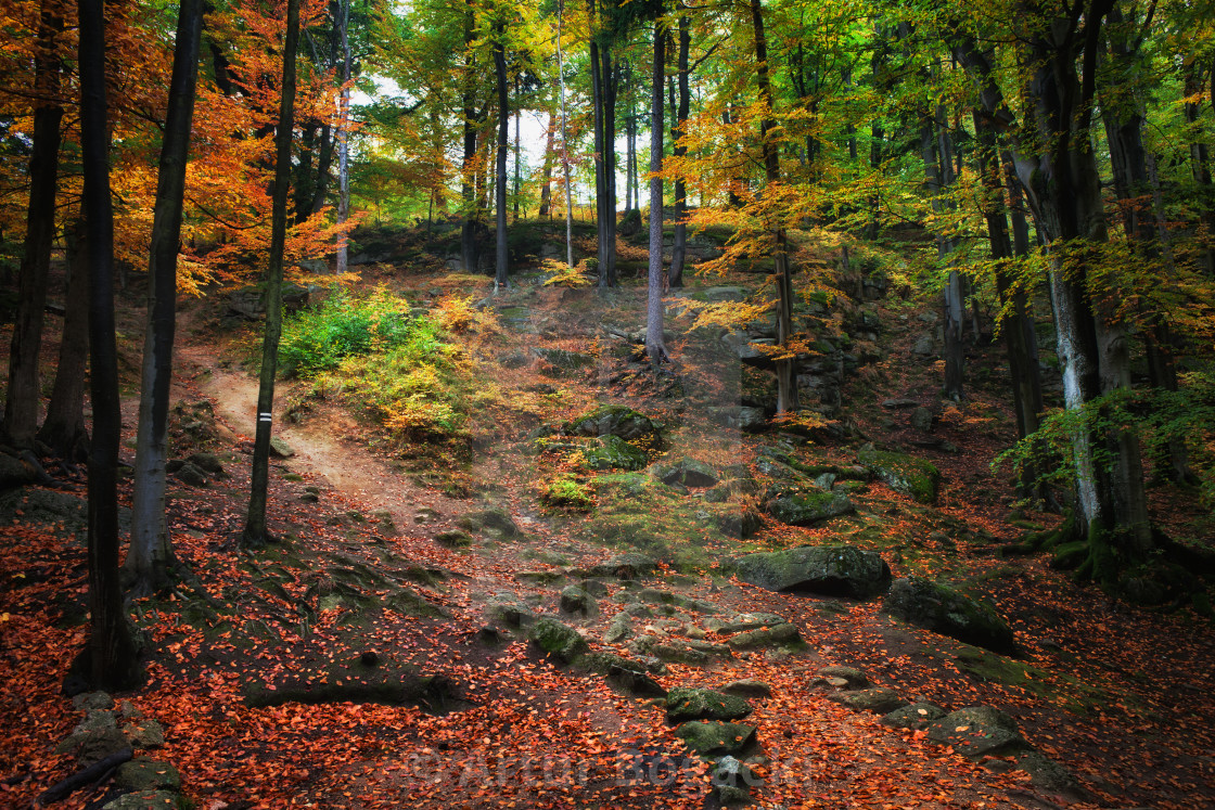 Autumn Forest Scenery License Download Or Print For 18 60 Photos Picfair